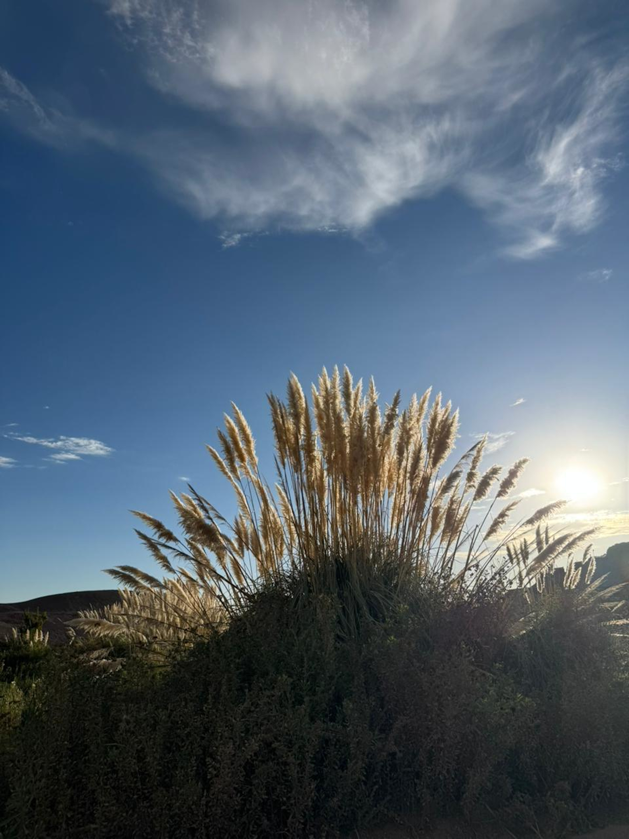 Luz del sol entre la vegetación del paisaje de Mamiña